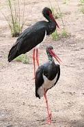 cigogne