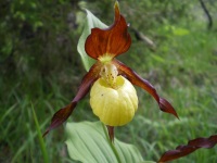 Sabot de Venus