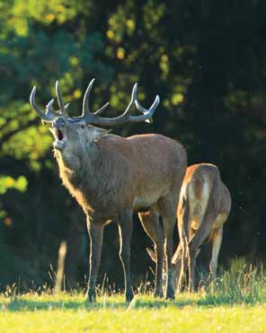 cerf